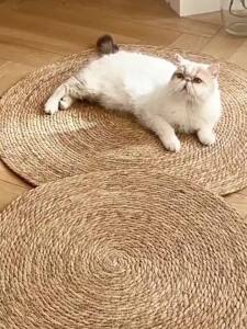 3 in 1 แผ่นลับเล็บแมว กันข่วน ของเล็นแมว วงกลมพรมลับเล็บแมว