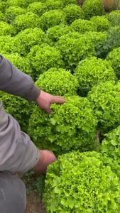 Hạt giống xà lách xoăn xanh chịu nhiệt gói 5 gram