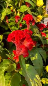 Hạt Giống Hoa Mào Gà Búa tỷ lệ nảy mầm trên 80%