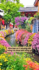 (Gói 100 Gram )Hoa Tổng  Hợp  (10 loại  hoa )-Dễ Trồng Hoa Nở Đẹp-Tổng kho hạt giống giá rẻ