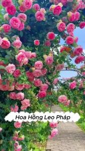 Hạt giống hoa hồng leo pháp mix nhiều màu