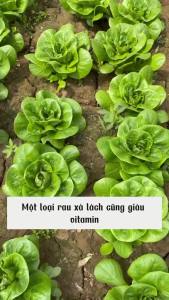 Hạt giống rau Xà lách đăm ( xà lách cuộn) Độ thuần >99% Xuất xứ Việt nam