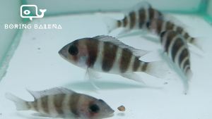 BRBN Frontosa Cichlid - Cichlid Fish - Ikan Cichlid  - Aquarium Freshwater Fish / Ikan Air Tawar - Lazada
