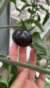 Hạt giống cà chua bi nâu gói 0.1 gram | Hạt giống chính hãng