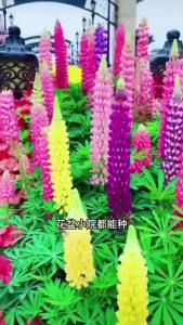 Hạt Giống Hoa Đậu lupin -Dễ Trồng Hoa Nở Đẹp Tỷ lệ nảy mầm >90%