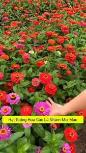 Gói 100 Hạt giống hoa cúc nhi nha lùn - cúc lá nhám