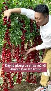 Hạt giống cà chua bi chuỗi ngọc | Hạt giống chất lượng cao.