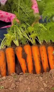 Hạt giống Cà rôt gói 2gram | Hàng chính hãng công ty