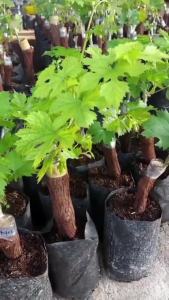 Bibit Anggur Import Rizamat
