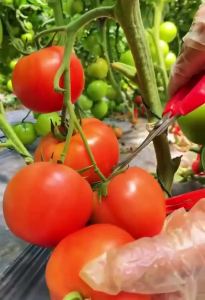 Hạt giống Cà chua F1  cao sản quả tròn Độ thuần > 99% Xuất xứ Việt Nam