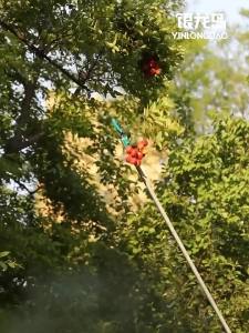 (BH 2 năm) Kéo cắt cây tỉa cành cán dài 3mKéo cắt cành inox dài 3mKéo tỉa cây cảnh dài 1.8-3mkeo cat tia cành cao cap hái quả