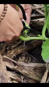 Hạt giống bí siêu nụ - Tỷ lệ nảy mầm cao.