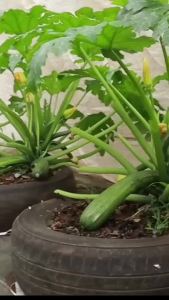 Hạt giống bí ngòi xanh - 10 hạt