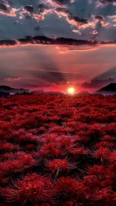 Củ hoa bỉ ngạn đỏ cam kết sống 100%