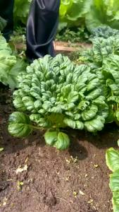 Hạt giống cải hoa hồng dễ chăm sóc Độ thuần >99% Xuất xứ Việt nam