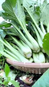 DEAL 1K - 1000 Hạt Giống Rau Cải Ngọt Tỷ lệ nảy mầm >90% Độ thuần >99% Xuất xứ Việt nam