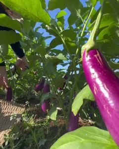 DEAL 1 K- 50 Hạt Giống cà tím dài cà tím tròn Độ thuần >99% Xuất xứ Việt nam