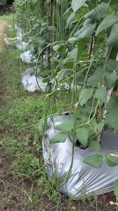 100 Gram Biji Benih Kacang Panjang Berkualitas Murah