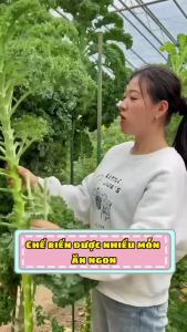 Hạt giống cải xoăn kale Tỷ lệ nảy mầm >90% Độ thuần >99% Xuất xứ Việt nam