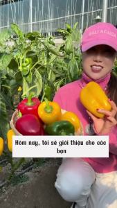 Hạt giống Ớt chuông dễ trồng Độ thuần >99% Xuất xứ Việt nam