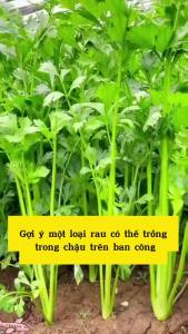 [ TOP BÁN CHẠY] Hạt giống cần tây chiu nhiệt gói 5 gram
