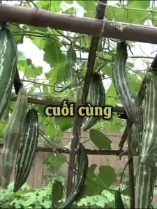 [ TOP BÁN CHẠY ] Hạt giống lặc lè ( mướp mèo) | Hạt giống tốt