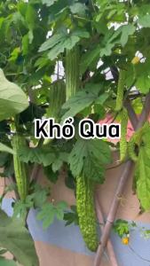 Hạt Giống Mướp Đắng(Khổ Qua) Độ thuần > 99% Tỷ lệ nảy mầm >90% Xuất xứ Việt Nam