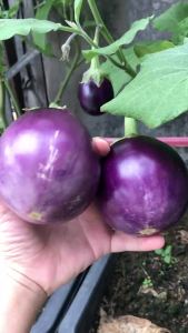 [ TOP BÁN CHẠY] Hạt giống cà tím tròn gói 2 gram