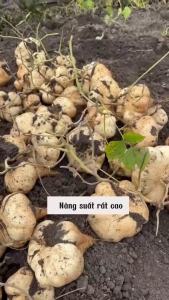 Hạt giống củ đậu  | Tỷ lệ nảy mầm cao