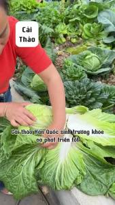 Hạt giống rau cải thảo - Hàng công ty chất lượng cao