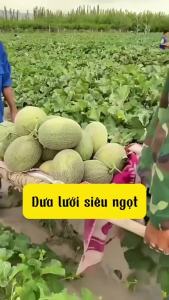 Hạt giống Dưa lưới vàng gói 10 hạt Tỷ lệ nảy mầm >90% Độ thuần >99% Xuất xứ Việt nam