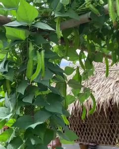 5 gram hạt đậu rồng (Đậu khế) cao sản