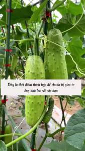 Hạt giống dưa chuột nếp | Tỷ lệ nảy mầm trên 90%