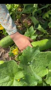 Hạt giống  bí đao xanh gói 2 gram | Tỷ lệ nảy mầm cao