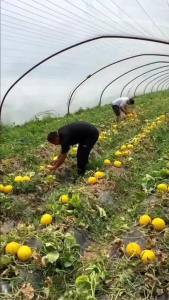 Hạt giống kim cô nương gói 10 hạt | Hạt giống chính hãng.