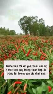 Hạt giống ớt ngũ sắc gói 30 hạt - Dễ trồng chịu nhiệt tốt.