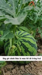 Hạt giống dưa hấu siêu ngọt gói 20 hạt