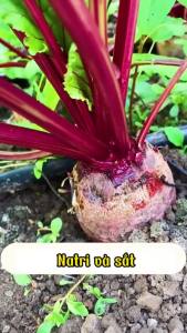 Hạt giống củ dền đỏ bốn mùa giòn ngọt rất tốt cho sức khỏe