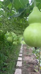 Hạt giống bầu hồ lô cao sản Tỷ lệ nảy mầm >90% Độ thuần >99% Xuất xứ Việt nam