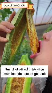 Gói 50 Hạt giống dưa lê chuối mật siêu ngọt