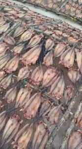 KHÔ CÁ NGÁT ƯỚP VỊ VỪA ĂN - VỰA KHÔ YẾN VY - KHÔ CÁ NGÁT CÀ MAU