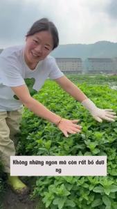 Hạt Giống Húng Bạc Hà | Hàng chính hãng công ty