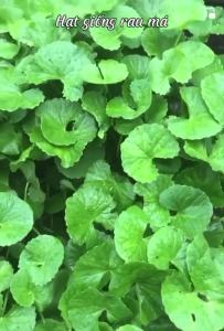 [ TOP BÁN CHẠY] Hạt giống rau má gói 1 gram - Dễ trồng dễ chăm sóc.