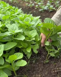 DEAL 1K Hạt Giống Rau Mồng Tơi F1 Loại Siêu Dễ Trồng Dễ Thu Hoạch