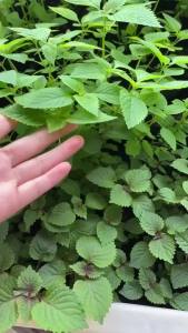 Hạt giống kinh giới gói 5 gram