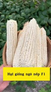 Hạt giống ngô nếp trắng gói 10 gram