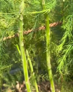 Hạt giống măng tây Xanh F1 gói 03 gram