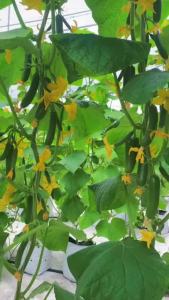 Hạt giống dưa chuột chùm siêu quả giống nảy mầm khỏe ( dưa leo chùm)