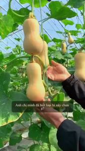Hạt giống Bí ngô mật cao sản gói 10 gram | Hàng chất lương cao.