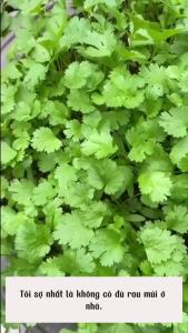 Hạt giống rau mùi ta Tỷ lệ nảy mầm >90% Độ thuần >99% Xuất xứ Việt nam